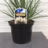 Cortaderia Tiny Pampa