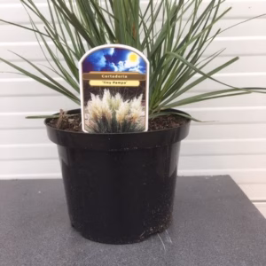 Cortaderia Tiny Pampa