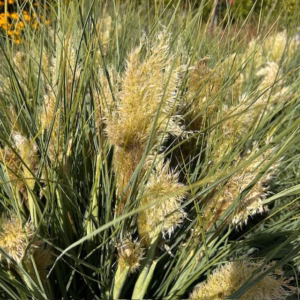 Cortaderia 'Tiny Pampa' (Pampasgras)