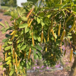 Caragana Pendula (Erwtenstruik) op stam