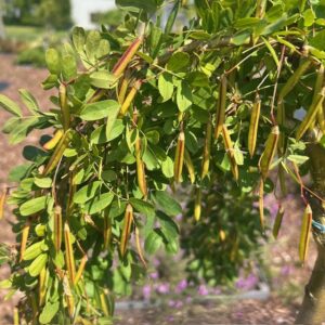 Caragana Pendula (Erwtenstruik) op stam