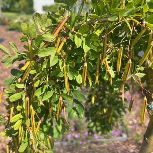 Caragana Pendula (Erwtenstruik) op stam