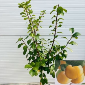 Pruimenboom Laagstam 'Reine claude d'oullins'