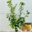 Pruimenboom Laagstam 'Reine claude d'oullins'
