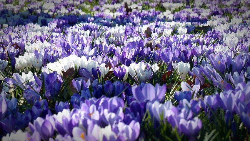 Crocus bij Tas Boomkwekerij