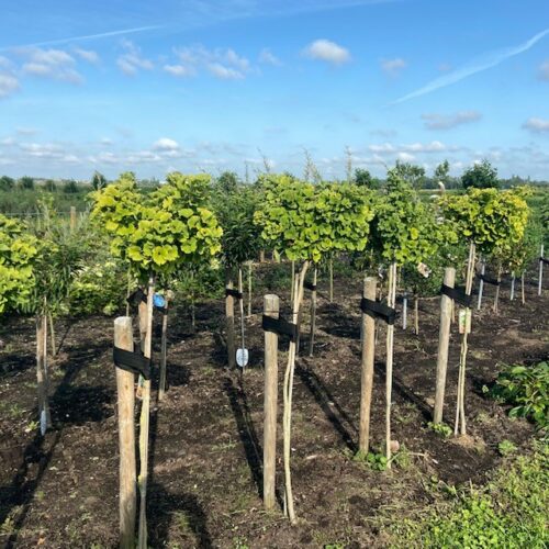 Ginkgo Biloba 'Mariken' (Japanse Notenboom) op stam 120 cm