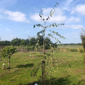 Betula pendula (Berk)