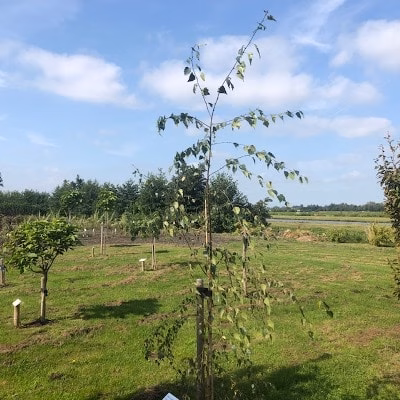 Betula pendula 'Tristis' (Berk)