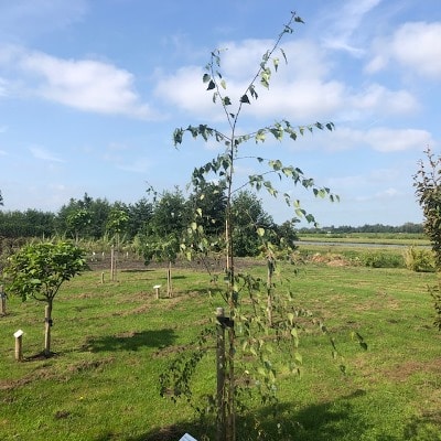 Betula pendula 'Tristis' (Berk)