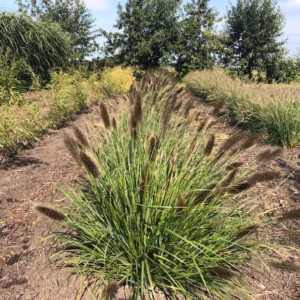 Pennisetum alopercoides Viridescens