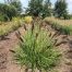 Pennisetum alopercoides Viridescens