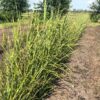 Miscanthus sin. 'Strictus' (Prachtriet)