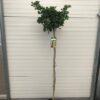 Ginkgo Biloba 'Mariken' (Japanse Notenboom)