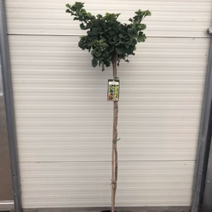 Ginkgo Biloba 'Mariken' (Japanse Notenboom)