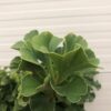 Ginkgo Biloba 'Mariken' (Japanse Notenboom)