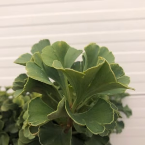 Ginkgo (Japanse notenboom)