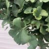Ginkgo Biloba 'Mariken' (Japanse Notenboom)