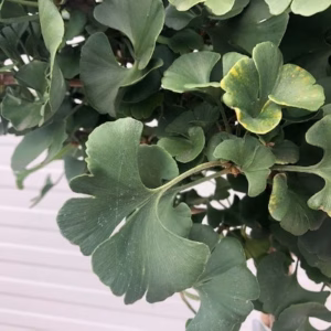 Ginkgo Biloba 'Mariken' (Japanse Notenboom)