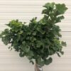 Ginkgo Biloba 'Mariken' (Japanse Notenboom)