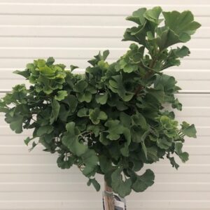 Ginkgo Biloba 'Mariken' (Japanse Notenboom)