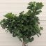 Ginkgo Biloba 'Mariken' (Japanse Notenboom)