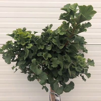 Ginkgo Biloba 'Mariken' (Japanse Notenboom)