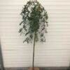 Caragana Pendula (Erwtenstruik) op stam