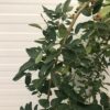 Caragana Pendula (Erwtenstruik) op stam