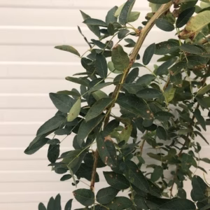 Caragana Pendula (Erwtenstruik) op stam