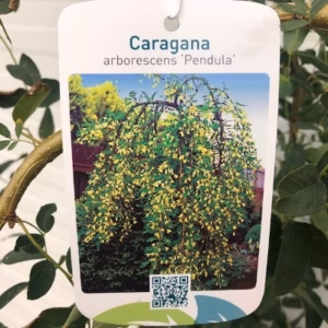 Caragana Pendula (Erwtenstruik) op stam