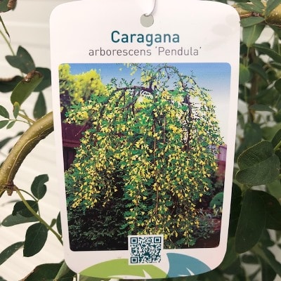 Caragana Pendula (Erwtenstruik) op stam