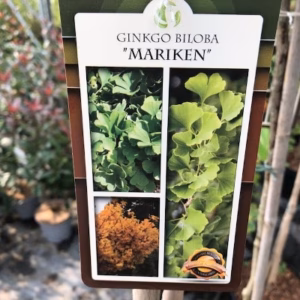Ginkgo Biloba 'Mariken' (Japanse Notenboom)