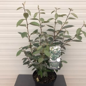 Elaeagnus Ebbingei (Olijfwilg)