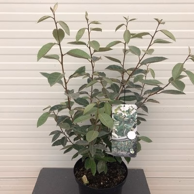 Elaeagnus Ebbingei (Olijfwilg)