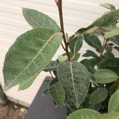 Elaeagnus Ebbingei (Olijfwilg)