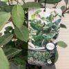 Elaeagnus Ebbingei (Olijfwilg)