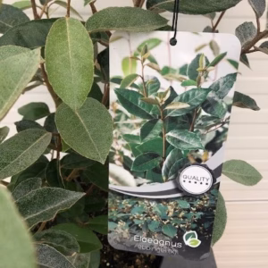 Elaeagnus Ebbingei (Olijfwilg)