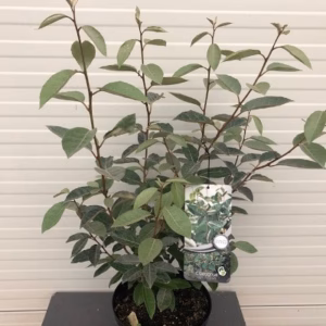Elaeagnus (Olijfwilg)