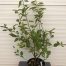 Amelanchier Lamarckii (Amerikaans Krentenboompje)