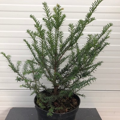 Taxus Baccata