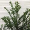Taxus Baccata