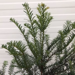 Taxus Baccata