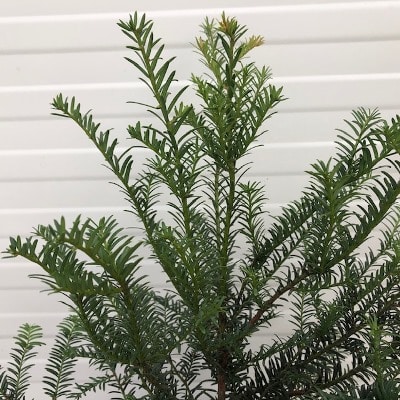 Taxus Baccata