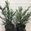 Taxus Baccata
