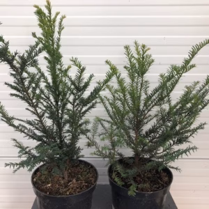 Taxus Baccata