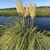Cortaderia Gold star (Pampasgras)