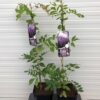 Wisteria Floribunda Sinensis Prolific (Blauwe regen)