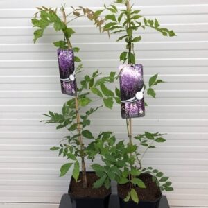 Wisteria Floribunda Sinensis Prolific (Blauwe regen)