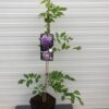 Wisteria Floribunda Sinensis Prolific (Blauwe regen)
