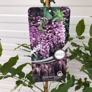 Wisteria Floribunda Rosea (Blauwe regen)